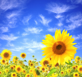 Similar image 886181