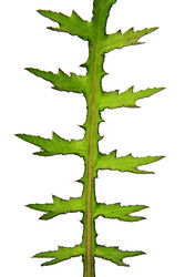 Similar image 886988