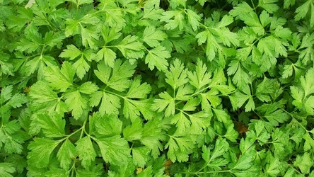 Similar image 887385