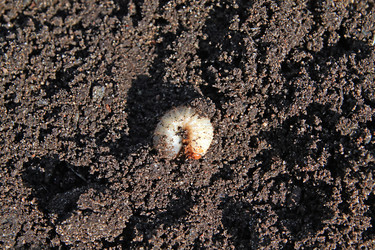 Similar image 887529