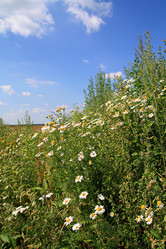 Similar image 887622