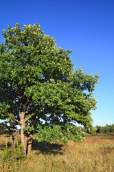 Similar image 888166