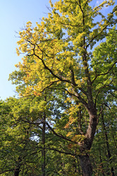 Similar image 888536