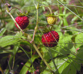 Similar image 889381