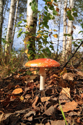 Similar image 889438