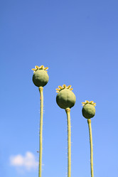 Similar image 889604