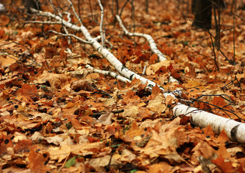 Similar image 889964