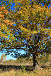 Similar image 893053