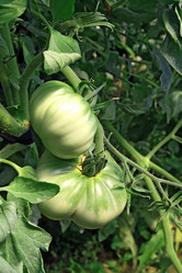 Similar image 893271