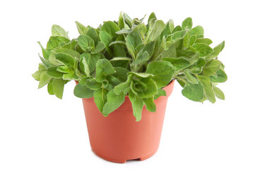 Similar image 893912