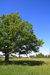 Similar image 894161