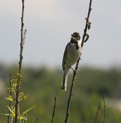 Similar image 894818