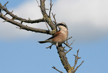 Similar image 895268