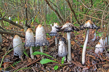 Similar image 895278