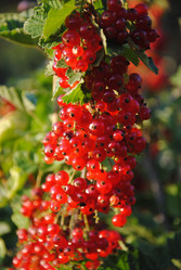 Similar image 895866