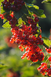 Similar image 895883