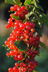 Similar image 895885