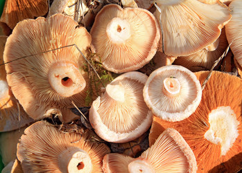 Similar image 896129