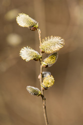 Similar image 897176