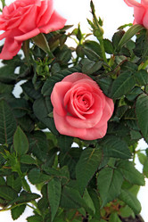 Similar image 898005