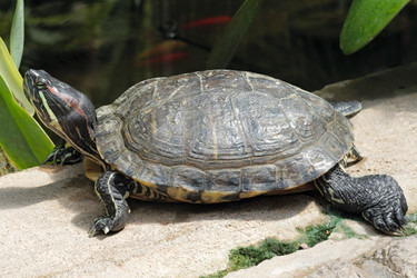 Similar image 898297