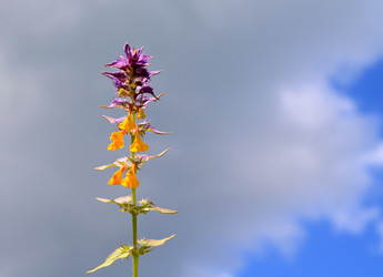 Similar image 898485