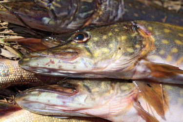 Similar image 898954