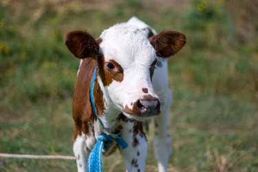 Similar image 904183