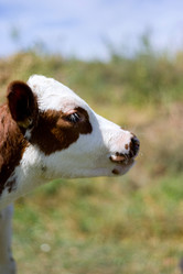 Similar image 904187