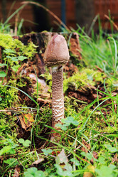 Similar image 906538