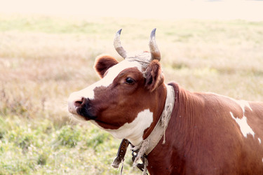 Similar image 907900