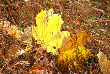 Similar image 909736