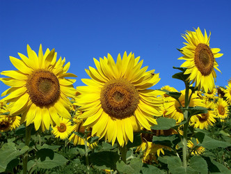 Similar image 910896