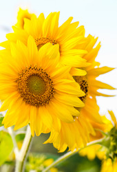 Similar image 911993