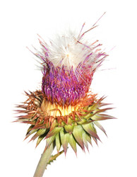 Similar image 912322