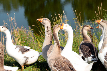 Similar image 915517