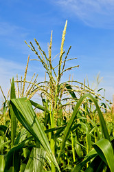 Similar image 915551