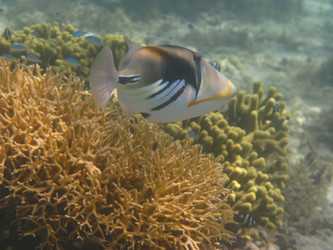 Similar image 915656