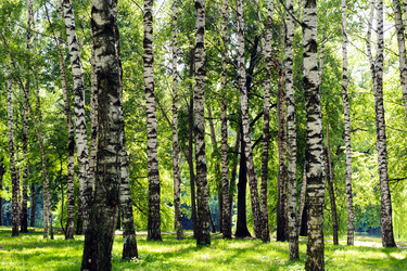 Similar image 916375