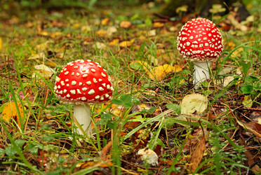 Similar image 917135