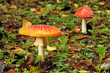 Similar image 917137