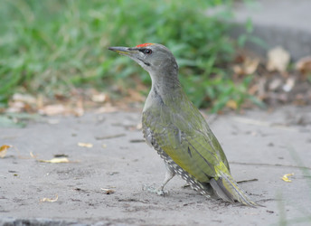 Similar image 918025