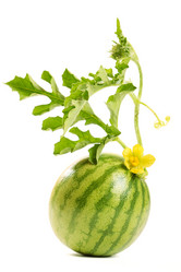 Similar image 918157