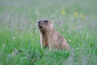 Similar image 918227