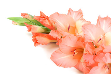 Similar image 918505