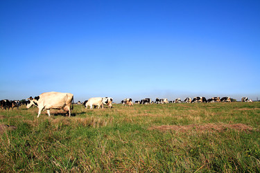 Similar image 918547