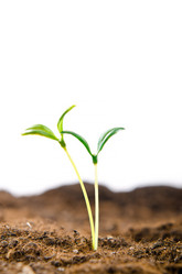 Similar image 918625