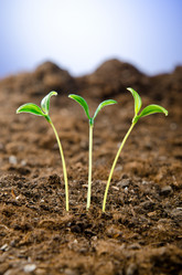 Similar image 918627