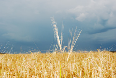 Similar image 919541