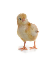 Similar image 920296